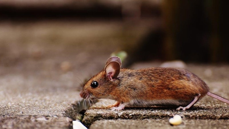 Red Deer Rodent Control Question: Do Mice Go Away on Their Own?