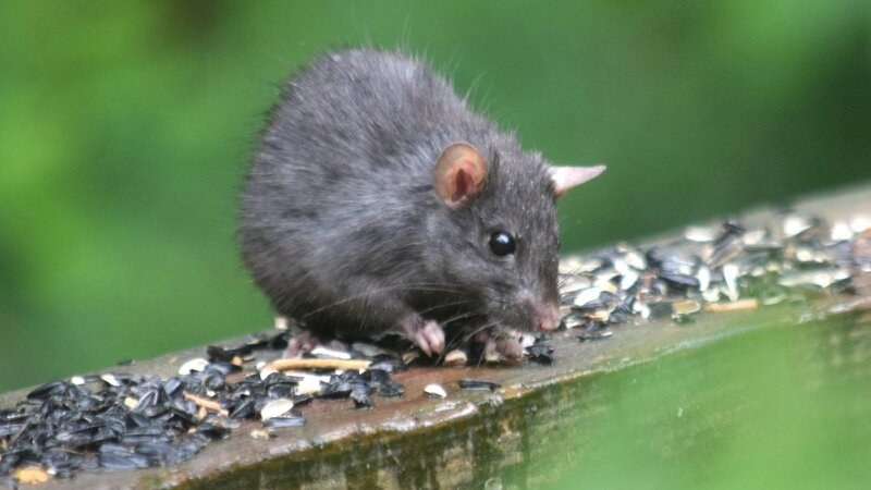 Small rat on a piece of wood