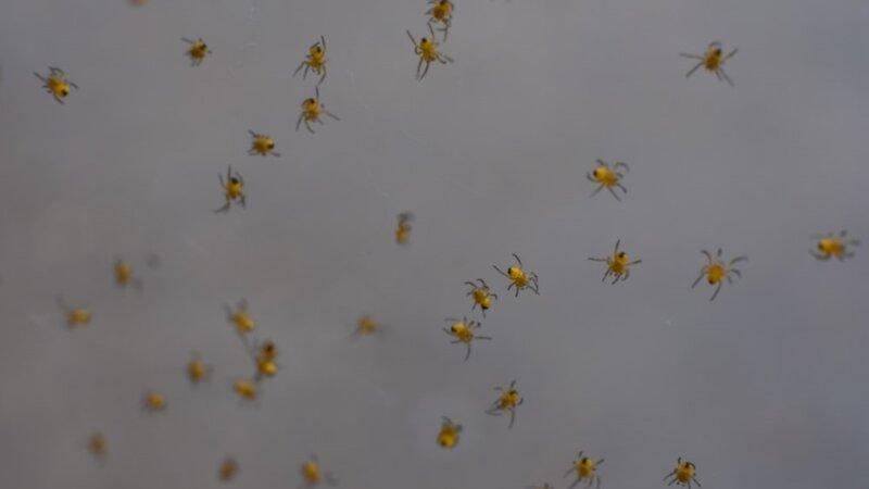 Group of small yellow spiders