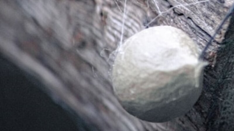 Close up of a spider egg sac