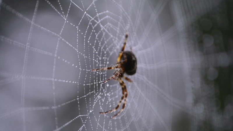 A spider resting on a web covered in morning dew, with blurred greenery in the background.