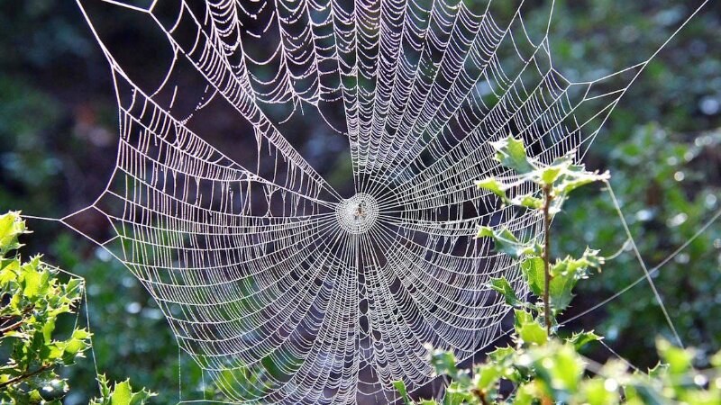 Spider web outdoors