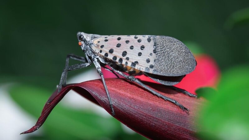 Spotted lanternfly pest on a leaf