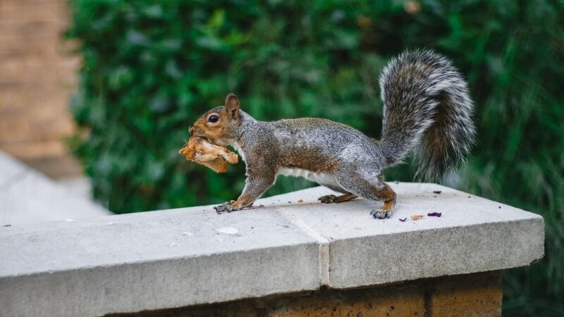 Squirrel on a brick wall with food in its mouth