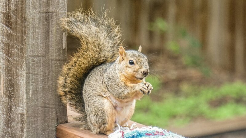 Squirrel close up in a yard standing on a wooden beam