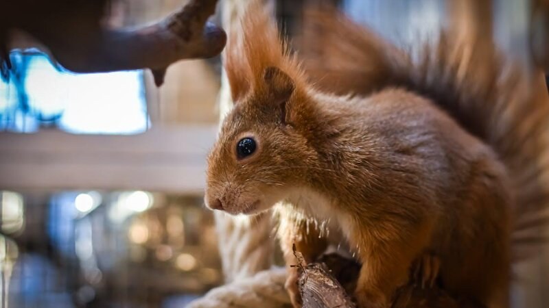 Squirrel invading a home