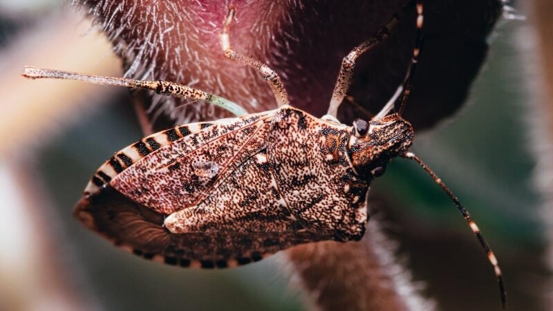 Brown marmorated stink bug on a branch