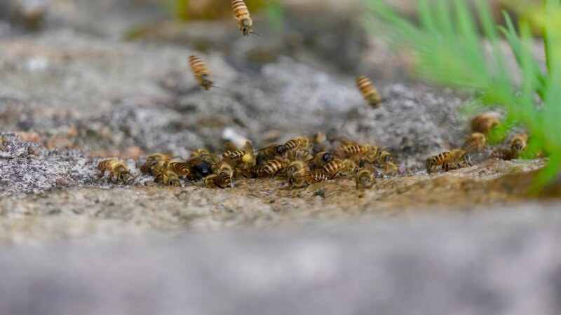 Swarm of wasps