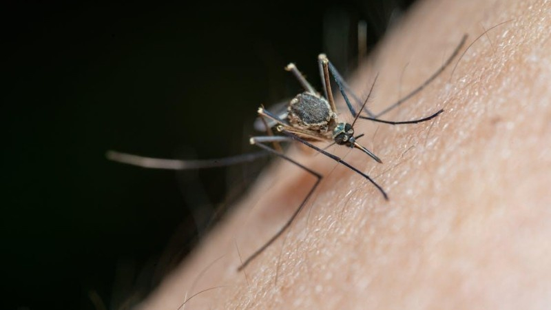 A close-up of a mosquito biting human skin.