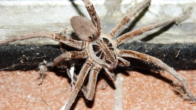 Wolf spider on a tile