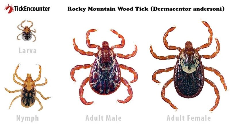 Wood tick infographic